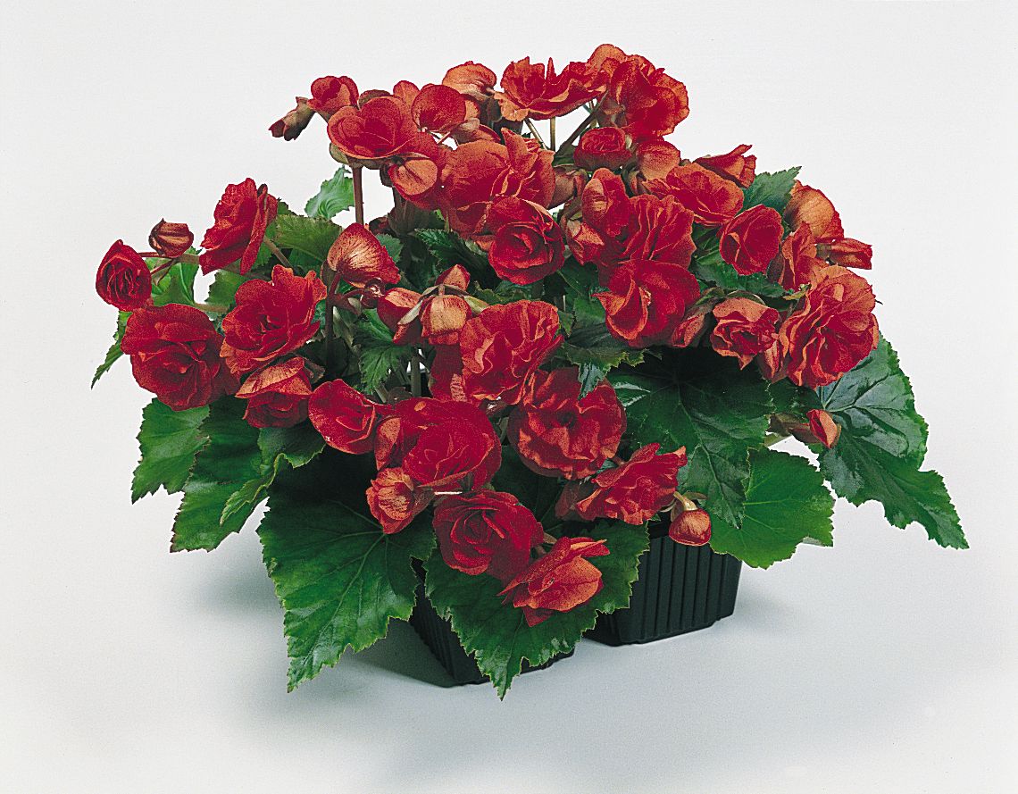 B. ‘Charisma Scarlet’